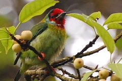 10-Crimson-fronted_Barbet_Megalaima_rubricapilla_-_Male_-_Sakleshpur_-_India_-2009