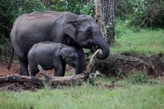 11-elephants_bandipur-wildlife-india