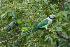 2-Blue-winged_Parakeet_pair_by_N.A._Nazeer