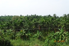 3-Areca-nut-plantation