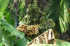 3-a-Areca-nut
