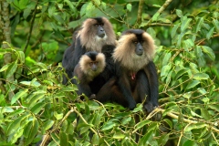 4-Lion-tailed_macaque_by_N._A._Naseer