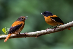6-A_Pair_of_Black_and_Orange_Flycatcher_by_Antony_Grossy
