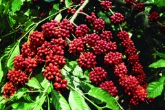 7-A-coffee-seeds