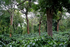 7-Coffee-Estate-in-western-ghats