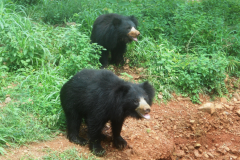 8-sloth-bear