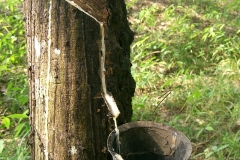 9-A-Rubber-plantation