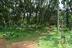 9-Rubber-plantation-in-our-section