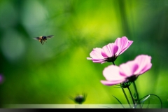 Portfolio_Nature_Bee-approaching-a-flower-in-Ooty-botanical-garden__MG_7275-1024x682-1