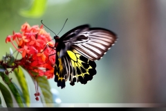 Portfolio_Nature_Southern-Birdwing-in-Sakleshpur__DM30947-1024x682-1